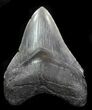 Fossil Megalodon Tooth - Serrated Blade #76553-1